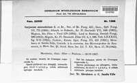 Coryneopsis microsticta image